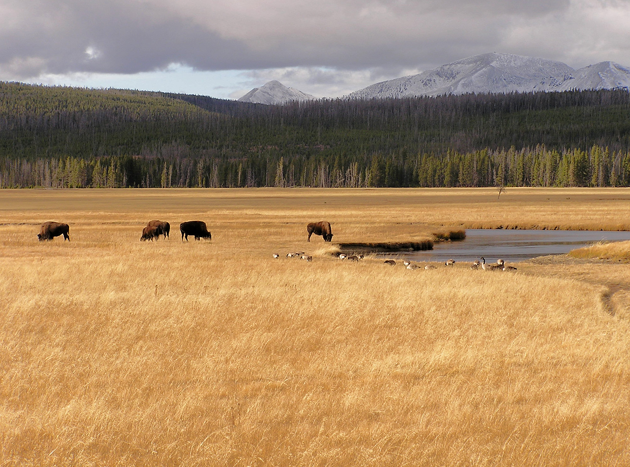 Buffalo and Geese in Yellowstone